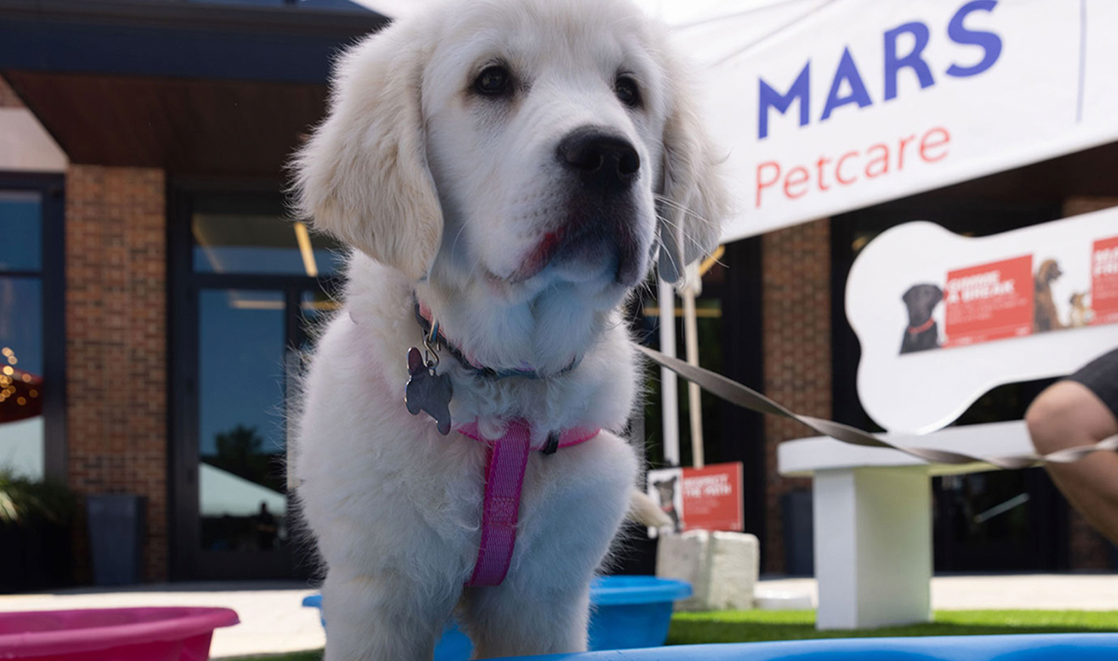 Mars foster dogs 2025